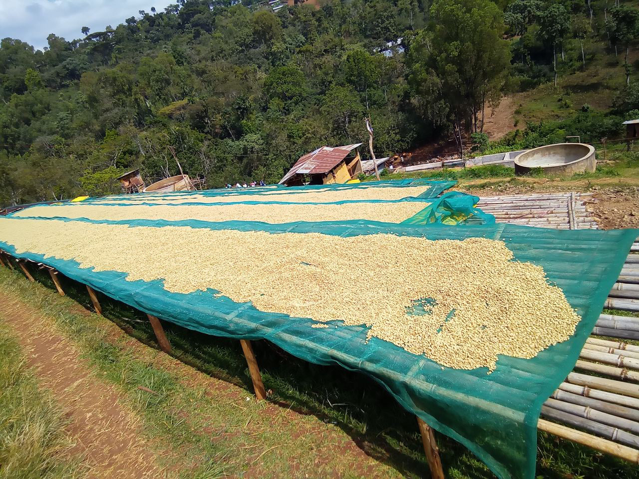 Ethiopia, Yirgacheffe Washed