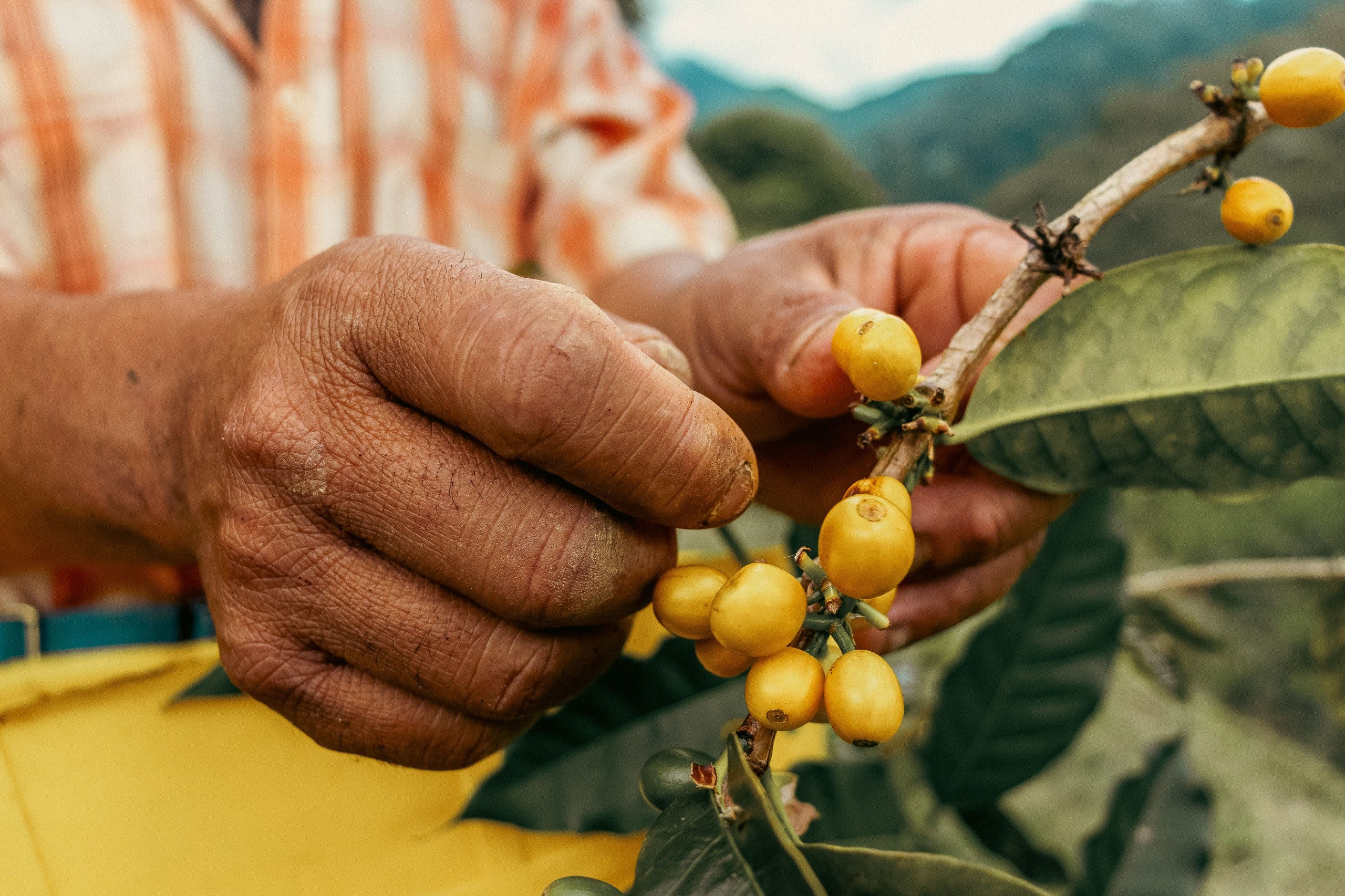 Colombia, Sudan Rume EF2 Natural, Filter Roast