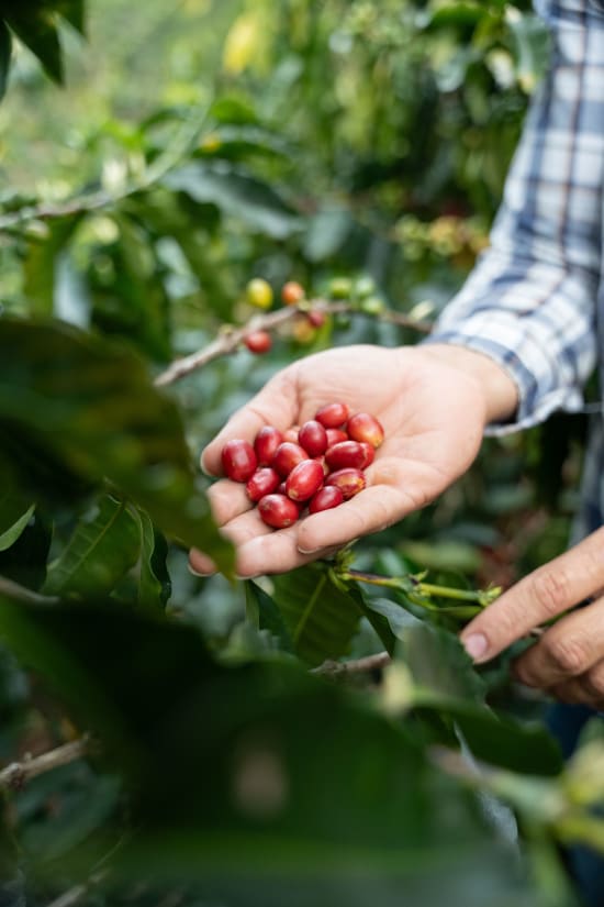 Colombia, Natalia Lezama Ramirez, Filter Roast