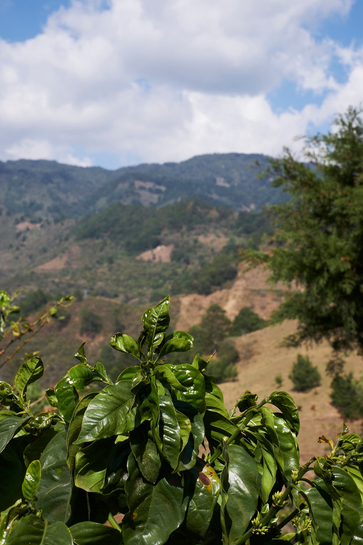 Close-up of green leaves with a mountainous landscape in the background
