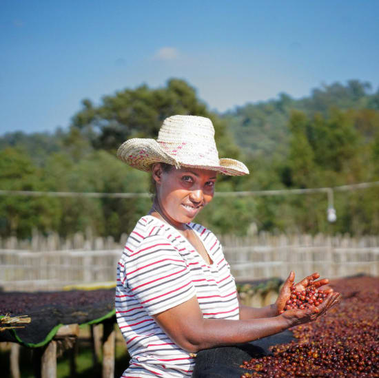 Ethiopia, Hallo Beriti, Filter Roast