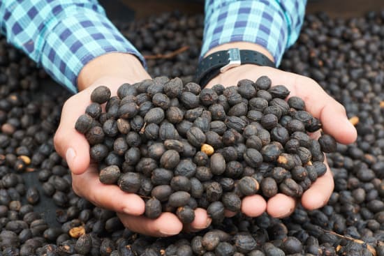 Honduras, Roger Dominguez, Filter Roast