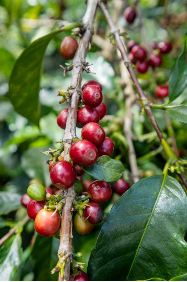 Close-up of coffee cherries on a branch, showing ripe red berries and some green unripe ones among dark green leaves.