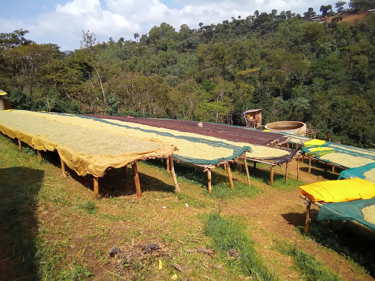 Ethiopia, Haru Suki