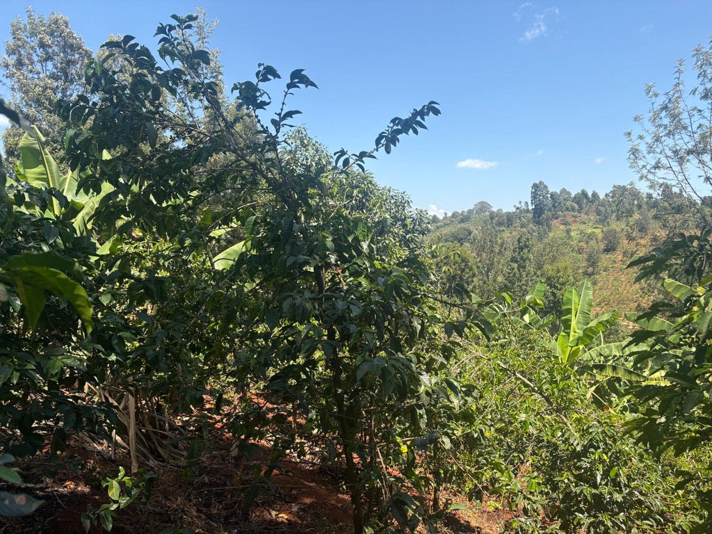 Tropical forest with coffee plants under a clear blue sky