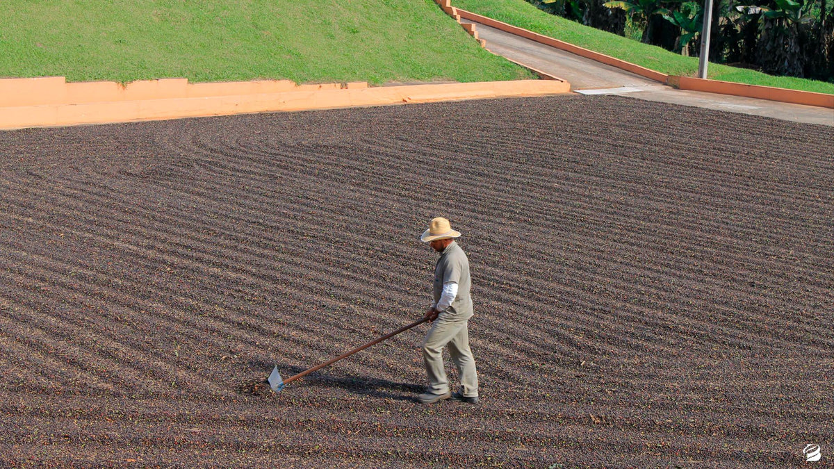 Person using a tool on a freshly plowed field with a road and grass in the background