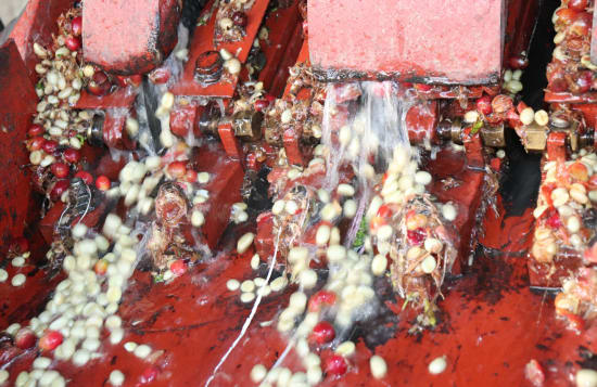 Coffee beans and cherry skins washing through the red depulper at Gakui factory, Embu, Kenya