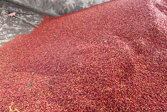 Pile of ripe red coffee cherries delivered to Gakui factory, Embu, Kenya