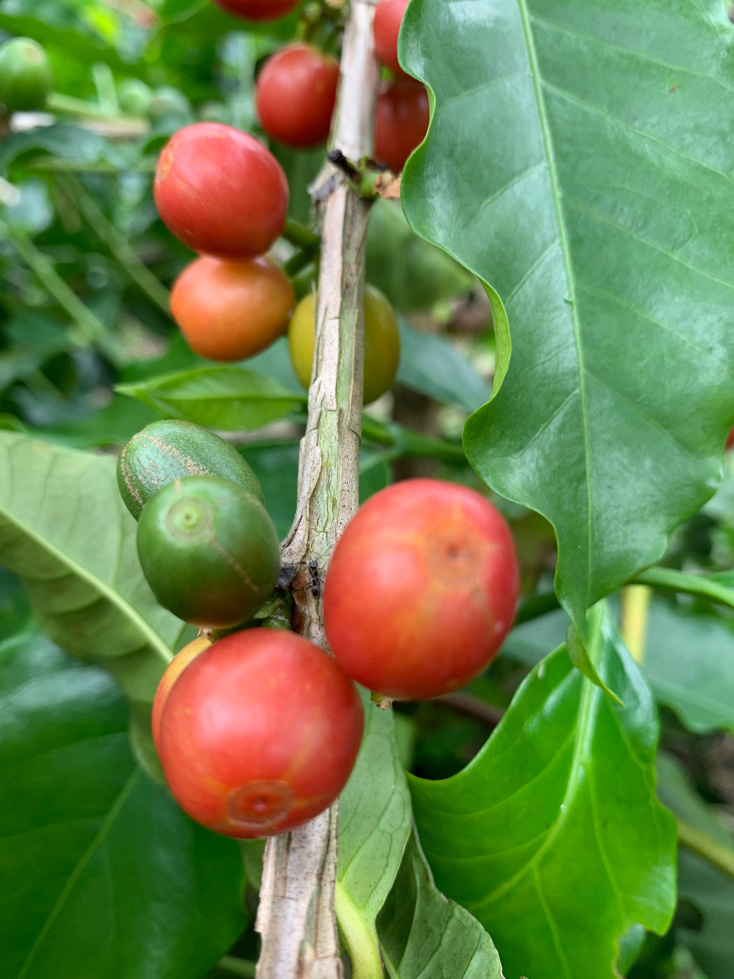 Colombia, Santa Monica Farm